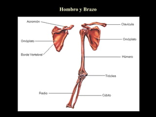 Hombro y Brazo
 