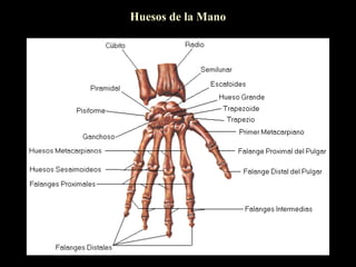 Huesos de la Mano
 