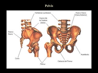 Pelvis
 