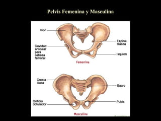 Pelvis Femenina y Masculina
 