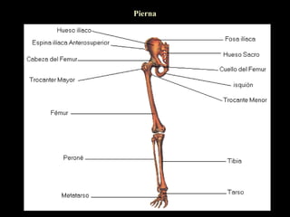 Pierna
 