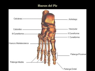 Huesos del Pie
 