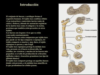 Introducción


El conjunto de huesos y cartílagos forma el
esqueleto humano. El tejido óseo combina células
vivas (osteocitos) y materiales inertes (sales de
calcio y fósforo), además de sustancias orgánicas
de la matriz ósea como el colágeno y la oseína,
proteínas que también están presentes en otros
tejidos.
Los huesos son órganos vivos que se están
renovando constantemente.
Todos los huesos están compuestos por tejido óseo
que puede ser de tipo compacto o esponjoso. El
tejido compacto es macizo y muy duro, el tejido
esponjoso es poroso y más frágil.
El tejido óseo esponjoso protege la médula ósea
roja, presente en el hueso en desarrollo, las
costillas, las vértebras y muchos de los huesos más
pequeños; es el sitio de producción de eritrocitos
(glóbulos rojos) y leucocitos granulosos (un tipo de
glóbulo blanco).
El tejido óseo compacto protege en aquellos huesos
donde está presente, a la médula ósea amarilla en
la que predominan las células grasas.
 