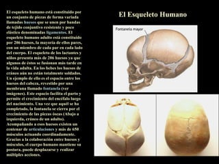 El esqueleto humano está constituido por
un conjunto de piezas de forma variada        El Esqueleto Humano
llamadas huesos que se unen por bandas
de tejido conjuntivo resistente y poco
elástico denominadas ligamentos. El
esqueleto humano adulto está constituido
por 206 huesos, la mayoría de ellos pares,
con un miembro de cada par en cada lado
del cuerpo. El esqueleto de los lactantes y
niños presenta más de 206 huesos ya que
algunos de éstos se fusionan más tarde en
la vida adulta. En los bebes los huesos de
cráneo aún no están totalmente soldados.
Un ejemplo de ello es el espacio entre los
huesos del cabeza, revestido por una
membrana llamado fontanela (ver
imágenes). Este espacio facilita el parto y
permite el crecimiento del encéfalo luego
del nacimiento. Una vez que aquél se ha
completado, la fontanela se cierra por el
crecimiento de las piezas óseas (Abajo a
izquierda, cráneo de un adulto).
Acompañando a esos huesos existen un
centenar de articulaciones y más de 650
músculos actuando coordinadamente.
Gracias a la colaboración entre huesos y
músculos, el cuerpo humano mantiene su
postura, puede desplazarse y realizar
múltiples acciones.
 