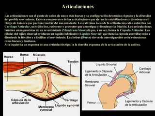 Articulaciones
Las articulaciones son el punto de unión de uno o más huesos y su configuración determina el grado y la dirección
del posible movimiento. Existen componentes de las articulaciones que sirven de estabilizadores y disminuyen el
riesgo de lesiones que puedan resultar del uso constante. Los extremos óseos de la articulación están cubiertos por
Cartílago Articular, un tejido liso, resistente y protector que amortigua y disminuye la fricción. Las articulaciones
también están provistas de un revestimiento (Membrana Sinovial) que, a su vez, forma la Cápsula Articular. Las
células del tejido sinovial producen un líquido lubricante (Líquido Sinovial) que llena la cápsula contribuyendo a
disminuir la fricción y a facilitar el movimiento. Las bolsas (Bursa) sirven de amortiguación entre estructuras
como huesos y tendones.
A la izquierda un esquema de una articulación tipo. A la derecha esquema de la articulación de la cadera.
 