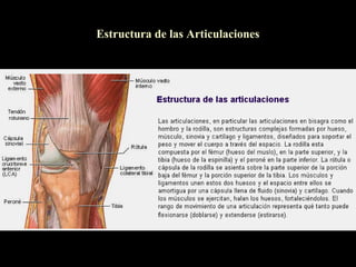 Estructura de las Articulaciones
 