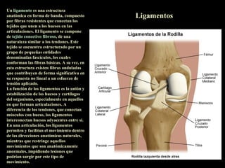 Un ligamento es una estructura
anatómica en forma de banda, compuesto       Ligamentos
por fibras resistentes que conectan los
tejidos que unen a los huesos en las
articulaciones. El ligamento se compone
de tejido conectivo fibroso, de una
naturaleza similar a los tendones. Este
tejido se encuentra estructurado por un
grupo de pequeñas entidades
denominadas fascículos, los cuales
conforman las fibras básicas. A su vez, en
esta estructura existen fibras onduladas
que contribuyen de forma significativa en
su respuesta no lineal a un esfuerzo de
tensión aplicado.
La función de los ligamentos es la unión y
estabilización de los huesos y cartílagos
del organismo, especialmente en aquellos
en que forman articulaciones. A
diferencia de los tendones, que conectan
músculos con hueso, los ligamentos
interconectan huesos adyacentes entre sí.
En una articulación, los ligamentos
permiten y facilitan el movimiento dentro
de las direcciones anatómicas naturales,
mientras que restringe aquellos
movimientos que son anatómicamente
anormales, impidiendo lesiones que
podrían surgir por este tipo de
movimiento.
 