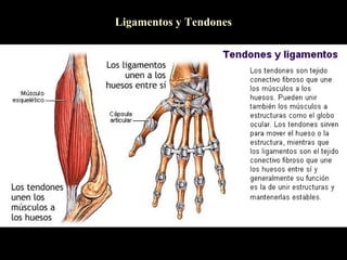 Ligamentos y Tendones
 