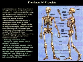 Funciones del Esqueleto

A pesar de su aspecto duro y frío, el hueso es
un tejido vivo. Su capacidad de regenerarse
nos acompaña prácticamente durante toda la
vida. Los huesos son, en realidad un tejido
conjuntivo cuya parte extracelular se
mineraliza, es decir, solidifica.
Los huesos son órganos formados por la
asociación de varios tejidos de origen
mesodérmico, son duros y elásticos y están
formados por sustancias blandas (proteínas)
como el Colágeno y la Oseína y por una
sustancia dura formada por sales minerales
de calcio y fósforo (matriz ósea).
El esqueleto humano, como el del resto de los
animales vertebrados, cumple varias
funciones esenciales:
1. Sostener y dar forma al cuerpo.
2. Proteger los órganos internos como el
encéfalo y los pulmones.
3. Servir de anclaje a los músculos. De este
modo, cuando los músculos se mueven, tiran
de los huesos a los que están unidos y
podemos realizar todo tipo de movimientos.
4. Funcionar como sitio de reserva de
minerales como Calcio (Ca) y Fósforo (P)
5. Proteger la Médula Ósea.
 