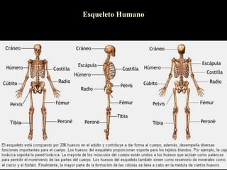 Esqueleto Humano
 
