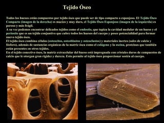 Tejido Óseo
Todos los huesos están compuestos por tejido óseo que puede ser de tipo compacto o esponjoso. El Tejido Óseo
Compacto (imagen de la derecha) es macizo y muy duro, el Tejido Óseo Esponjoso (imagen de la izquierda) es
poroso y más frágil.
A su vez podemos encontrar delicados tejidos como el endostio, que tapiza la cavidad medular de un hueso y el
periostio que es un tejido conjuntivo que cubre todos los huesos del cuerpo y posee potencialidad para formar
nuevo tejido óseo.
El tejido óseo combina células (osteocitos, osteoblastos y osteoclastos) y materiales inertes (sales de calcio y
fósforo), además de sustancias orgánicas de la matriz ósea como el colágeno y la oseína, proteínas que también
están presentes en otros tejidos.
En el tejido conectivo óseo, la matriz extracelular del hueso está impregnada con cristales duros de compuestos de
calcio que le otorgan gran rigidez y dureza. Esto permite al tejido óseo proporcionar sostén al cuerpo.
 