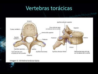 Vertebras torácicas
 