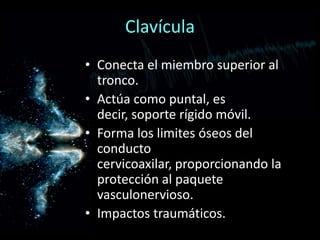 • Conecta el miembro superior al
tronco.
• Actúa como puntal, es
decir, soporte rígido móvil.
• Forma los limites óseos del
conducto
cervicoaxilar, proporcionando la
protección al paquete
vasculonervioso.
• Impactos traumáticos.
Clavícula
 