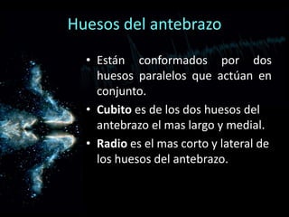 • Están conformados por dos
huesos paralelos que actúan en
conjunto.
• Cubito es de los dos huesos del
antebrazo el mas largo y medial.
• Radio es el mas corto y lateral de
los huesos del antebrazo.
Huesos del antebrazo
 