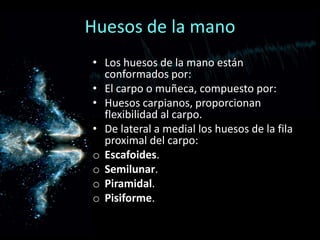 • Los huesos de la mano están
conformados por:
• El carpo o muñeca, compuesto por:
• Huesos carpianos, proporcionan
flexibilidad al carpo.
• De lateral a medial los huesos de la fila
proximal del carpo:
o Escafoides.
o Semilunar.
o Piramidal.
o Pisiforme.
Huesos de la mano
 