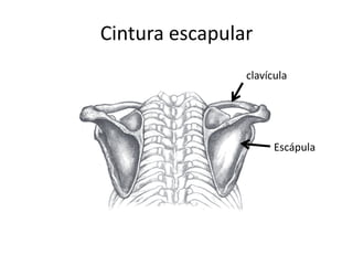 Cintura escapular
clavícula
Escápula
 