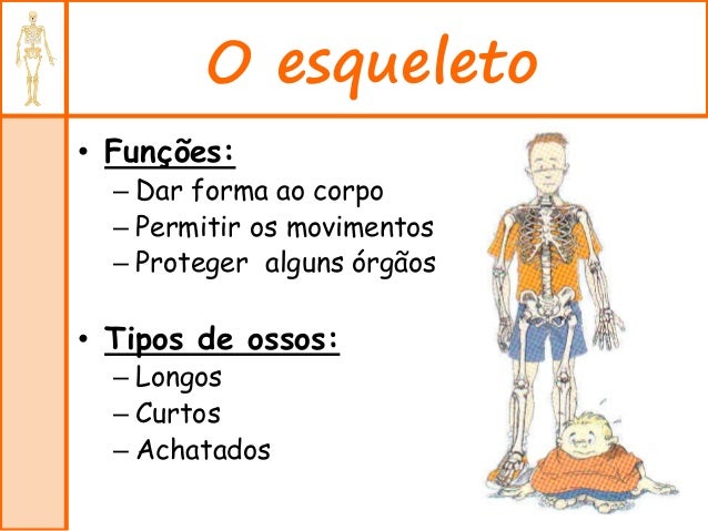 Quais São As Funções Do Esqueleto – VSZPG