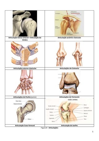 5
Articulação Gleno-Umeral = Articulação do
Ombro
Articulação acrómio-clavicular
Articulação esterno-clavicular Articulações do Cotovelo
Articulações do Punho (pulso) Articulações do Tornezelo
Articulação Coxo-femural Articulação do Joelho
Figura 8 – Articulações
