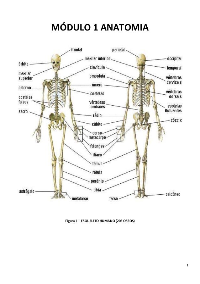 Featured image of post Imagem Do Esqueleto Humano - Encontre uma seleção com 25 opções de 1 a preços.