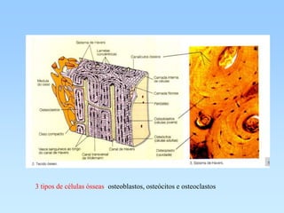 3 tipos de células ósseas: osteoblastos, osteócitos e osteoclastos
 