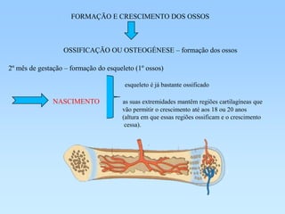FORMAÇÃO E CRESCIMENTO DOS OSSOS



                  OSSIFICAÇÃO OU OSTEOGÉNESE – formação dos ossos

2º mês de gestação – formação do esqueleto (1º ossos)

                                       esqueleto é já bastante ossificado

               NASCIMENTO             as suas extremidades mantêm regiões cartilagíneas que
                                      vão permitir o crescimento até aos 18 ou 20 anos
                                      (altura em que essas regiões ossificam e o crescimento
                                       cessa).
 