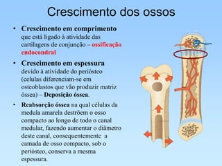Crescimento dos ossos
• Crescimento em comprimento
  que está ligado à atividade das
  cartilagens de conjunção – ossificação
  endocondral
• Crescimento em espessura
  devido à atividade do periósteo
  (celulas diferenciam-se em
  osteoblastos que vão produzir matriz
  óssea) – Deposição óssea.
• Reabsorção óssea na qual células da
  medula amarela destrõem o osso
  compacto ao longo de todo o canal
  medular, fazendo aumentar o diâmetro
  deste canal, consequentemente a
  camada de osso compacto, sob o
  periósteo, conserva a mesma
  espessura.
 