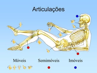 Articulações




Móveis     Semimóveis   Imóveis
 