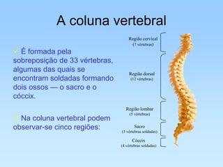 A coluna vertebral
                                    Região cervical
                                     (7 vértebras)
 É formada pela
sobreposição de 33 vértebras,
algumas das quais se                Região dorsal
encontram soldadas formando          (12 vértebras)

dois ossos — o sacro e o
cóccix.
                                   Região lombar
                                     (5 vértebras)
 Na coluna vertebral podem
observar-se cinco regiões:              Sacro
                                (5 vértebras soldadas)

                                      Cóccix
                                (4 vértebras soldadas)
 
