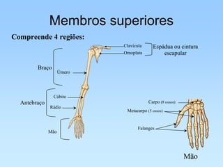 Membros superiores
Compreende 4 regiões:
                            Clavícula     Espádua ou cintura
                            Omoplata          escapular

        Braço
                    Úmero




                Cúbito
  Antebraço                             Carpo (8 ossos)
              Rádio
                             Metacarpo (5 ossos)


                                   Falanges
              Mão




                                                          Mão
 