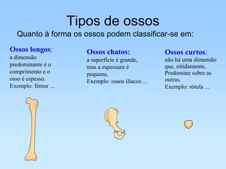 Tipos de ossos
  Quanto à forma os ossos podem classificar-se em:
Ossos longos:           Ossos chatos:                Ossos curtos:
a dimensão              a superfície é grande,       não há uma dimensão
predominante é o        mas a espessura é            que, nitidamente,
comprimento e o         pequena.                     Predomine sobre as
osso é espesso.         Exemplo: ossos ilíacos ...   outras.
Exemplo: fémur ...                                   Exemplo: rótula ...
 