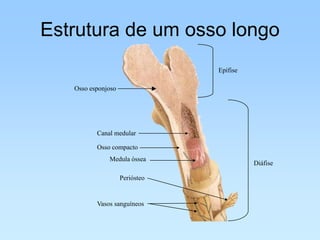 Estrutura de um osso longo
                                Epífise

   Osso esponjoso




          Canal medular

          Osso compacto
              Medula óssea
                                          Diáfise

                    Periósteo


          Vasos sanguíneos
 