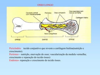 OSSO LONGO




Pericôndrio – tecido conjuntivo que reveste a cartilagem hialina(nutrição e
crescimento).
Periósteo – nutrição, enervação do osso; vascularização da medula vermelha;
crescimento e reparação do tecido ósseo)
Endósteo- reparação e crescimento do tecido ósseo.
 