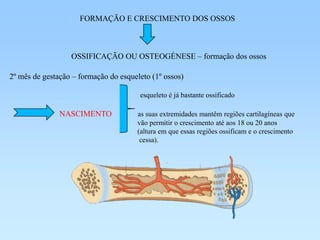 FORMAÇÃO E CRESCIMENTO DOS OSSOS



                  OSSIFICAÇÃO OU OSTEOGÉNESE – formação dos ossos

2º mês de gestação – formação do esqueleto (1º ossos)

                                       esqueleto é já bastante ossificado

               NASCIMENTO             as suas extremidades mantêm regiões cartilagíneas que
                                      vão permitir o crescimento até aos 18 ou 20 anos
                                      (altura em que essas regiões ossificam e o crescimento
                                       cessa).
 