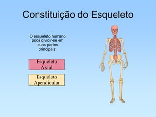 Constituição do Esqueleto

 O esqueleto humano
  pode dividir-se em
     duas partes
      principais:


    Esqueleto
      Axial
    Esqueleto
   Apendicular
 
