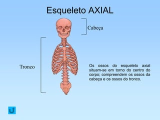 Esqueleto AXIAL
                  Cabeça




Tronco            Os ossos do esqueleto axial
                  situam-se em torno do centro do
                  corpo; compreendem os ossos da
                  cabeça e os ossos do tronco.
 
