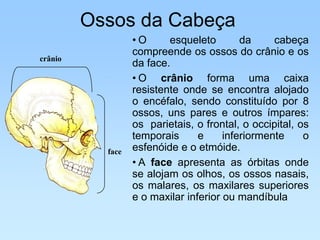 Ossos da Cabeça
                  •O      esqueleto        da     cabeça
                  compreende os ossos do crânio e os
crânio
                  da face.
                  • O crânio forma uma caixa
                  resistente onde se encontra alojado
                  o encéfalo, sendo constituído por 8
                  ossos, uns pares e outros ímpares:
                  os parietais, o frontal, o occipital, os
                  temporais      e     inferiormente     o
           face   esfenóide e o etmóide.
                  • A face apresenta as órbitas onde
                  se alojam os olhos, os ossos nasais,
                  os malares, os maxilares superiores
                  e o maxilar inferior ou mandíbula
 