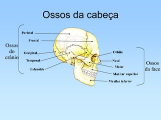 Ossos da cabeça
         Parietal

             Frontal
Ossos
  do      Occipital                    Orbita
crânio      Temporal                  Nasal
                                                          Ossos
                                        Malar
               Esfenóide                                  da face
                                       Maxilar superior

                                    Maxilar inferior
 
