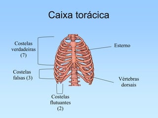 Caixa torácica

 Costelas                      Esterno
verdadeiras
    (7)


Costelas
falsas (3)                      Vértebras
                                 dorsais

               Costelas
              flutuantes
                  (2)
 