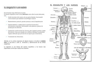 EL ESQUELETOYLOS HUESOS
El ser humano tiene 206 huesos en total.
El sistema esquelético tiene varias funciones,entre ellas las más destacadas
son:
 Sostén mecánico del cuerpo y de sus partes blandas: funcionando
comoarmazón que mantiene la morfología corporal
 Mantenimiento postural: permite posturas como la bipedestación
 Soporte dinámico: colaborapara la marcha, locomocióny
movimientos corporales: funcionando como palancas y puntos de
anclaje para los músculos
 Contención y protecciónde las vísceras, ante cualquier presión o golpe
del exterior, como, por ejemplo, las costillas al albergar los pulmones,
órganos delicados que precisan de un espacio para ensancharse,
 Transmisión de vibraciones.
Además, en la corteza esponjosa de algunos huesos, se localiza la médula
ósea, la cual lleva a cabo la formación y diferenciación de las células
sanguíneas.
La siguiente es una lámina del sistema esquelético y los huesos más
importantes con los que cuenta el ser humano.
 