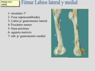 Fémur Labios lateral y medial 1- trocánter 3° 2- Fosa supracondiloidea 3- Labio p/ gastronemio lateral 4-Trocánter menor 5- línea pectinea 6- agujero nutricio 7- tub. p/ gastronemio medial 1 2 3 4 6 7 5 PRAM FCV UNNE 