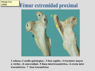 Fémur extremidad proximal 1 cabeza.-2 cuello quirúrgico.- 3 fosa capitis.- 4 trocánter mayor a vértice .-b convexidad.- 5 línea intertrocantérica.- 6 cresta ínter trocantérica.- 7  fosa trocantérica 1 2 7 4 3 a b 5 6 PRAM FCV UNNE 