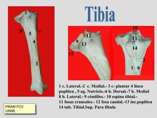 Tibia 1 c. Lateral.-2  c. Medial.- 3 c- plantar 4 línea poplitea , 5 ag. Nutricio.-6 b. Dorsal.-7 b. Medial 8 b. Lateral.- 9 cóndilos.- 10 espina tibial.-  11 fosas craneales.- 12 fosa caudal.-13 inc.poplitea  14 tub. Tibial.Sup. Para fíbula 1 2 3 4 5 6 7 8 9 10 11 12 13 15 14 PRAM FCV UNNE 