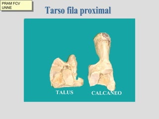Tarso fila proximal TALUS CALCANEO PRAM FCV UNNE 