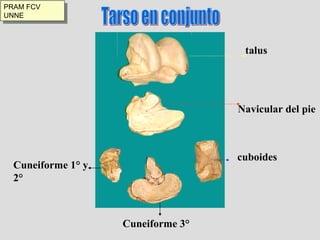 Tarso en conjunto talus Navicular del pie cuboides Cuneiforme 1° y 2° Cuneiforme 3° PRAM FCV UNNE 