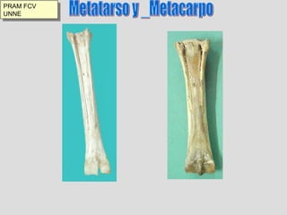 Metatarso y _Metacarpo PRAM FCV UNNE 