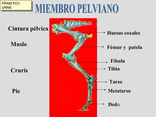 Cintura pélvica Muslo Cruris Pie Huesos coxales Fémur y  patela MIEMBRO PELVIANO Fíbula Tibia Tarso Metatarso Ded o PRAM FCV UNNE 