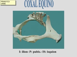 COXAL EQUINO I P IS. I: ílion- P: pubis.- IS: isquion PRAM FCV UNNE 