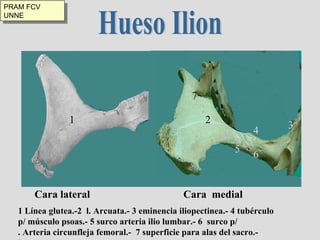 Hueso Ilion Cara lateral  Cara  medial 1 2 3 4 5 6 7 1 Línea glutea.-2  l. Arcuata.- 3 eminencia iliopectinea.- 4 tubérculo p/ músculo psoas.- 5 surco arteria ilio lumbar.- 6  surco p/ . Arteria circunfleja femoral.-  7 superficie para alas del sacro.- j  PRAM FCV UNNE 