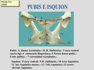 PUBIS E ISQUION Pubis: A. Rama Acetabular.- B. R. Sinfisiaria.- 3 cara ventral  (surco lig).-4  eminencia iliopectinea.-5 Pecten hueso pubis.- 6 tub. púbico .- 7 extremidad Acetabular.- B 3 4 5 6 Isquion:  8 cara ventral.- 9 B- sinfisiario.- 10 Arco isquiatico 11  inc. Isquiatica menor.- 12  Tub. isquiatico.-13 cresta del tub. isquiatico 8 9 10 11 12 13 A 7 PRAM FCV UNNE 