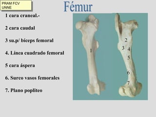 Fémur 1 cara craneal.-  2 cara caudal 3 su.p/ bíceps femoral 4. Línea cuadrado femoral 5 cara áspera 6. Surco vasos femorales 7. Plano popliteo 1 2 3 4 5 6 7 PRAM FCV UNNE 
